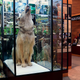 Image for article titled Nature Preserve Sets Up Unrealistic Expectations With Visitor’s Center Full Of Taxidermied Animals